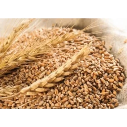 Wheat on sack with ear - PABATKA