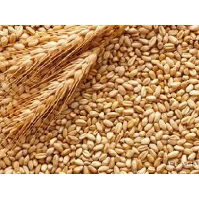 Пшеница на фоне с колосом - ПАФОС