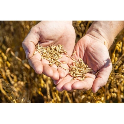 Зерно пшениці в долонях на тлі поля - Пальма