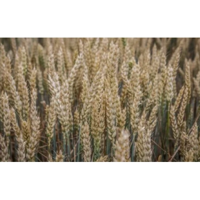 Поле пшеницы - ПАМЯТЬ