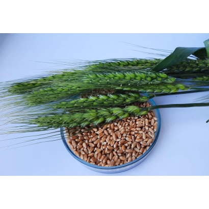 Стебли пшеницы и зерно в стеклянной чаше на белом фоне - Памяти Горлача