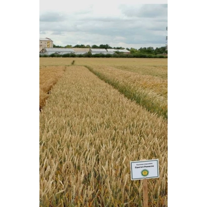 Поле пшеницы сорта Памяти Ремесла с табличкой на переднем плане
