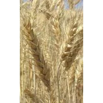 Золоті колосся пшениці на фоні неба - Панянка