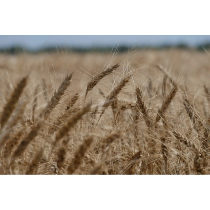 Поле пшеницы с колосками на фоне неба - Пани Оля