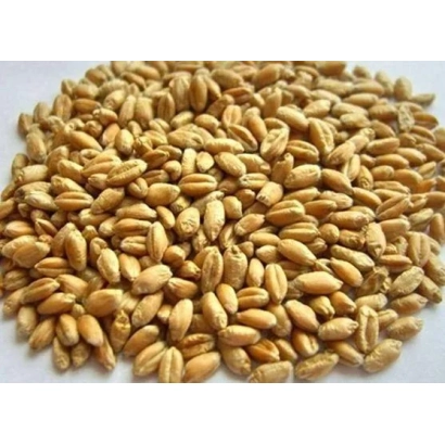 Крупный план зерен пшеницы Парус