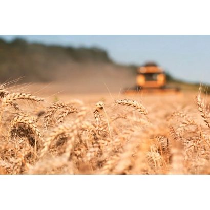 Золоте поле пшениці з комбайном на фоні - Паул