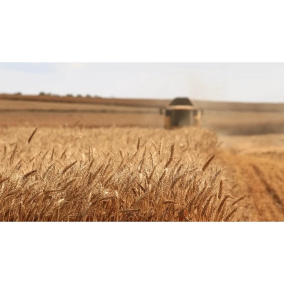 Золоте поле пшениці з комбайном на фоні - Переяславка