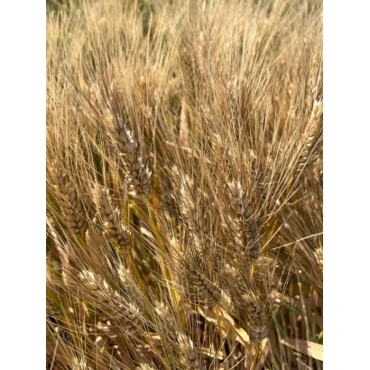 Поле пшеницы - Перемога одеська