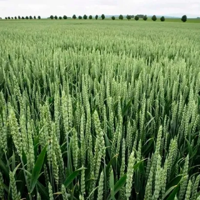 Wheat field with product name Pirueta