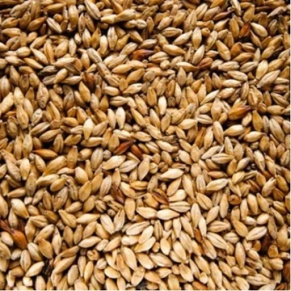 Wheat grain - Beer
