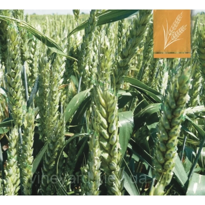 Пшениця на фоні поля з логотипом Подяка