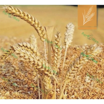 Зерно пшеницы на фоне колосьев - Покровська