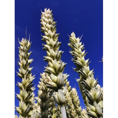 Стебли пшеницы на фоне синего неба - Поларкап