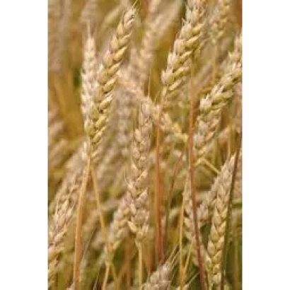 Золоті колосся пшениці на фоні поля - Повелія