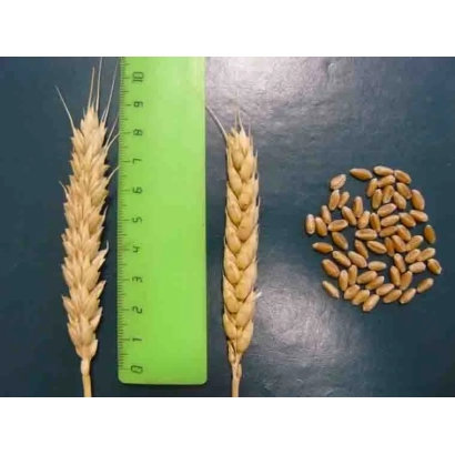 Два колоса пшеницы и зерно рядом с линейкой на тёмном фоне - ПОВОЛЖСКАЯ 30