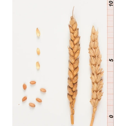 Стебли пшеницы и зерна на фоне линейки - Прайм