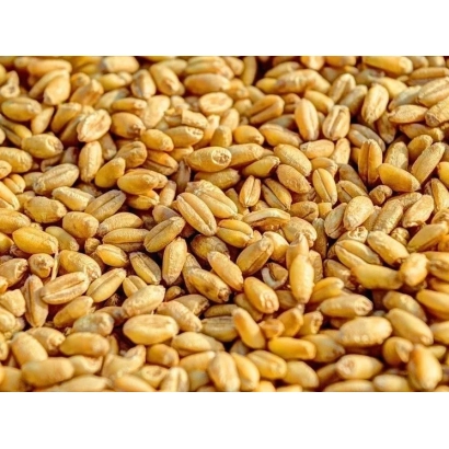 Зерно пшеницы - Престижний
