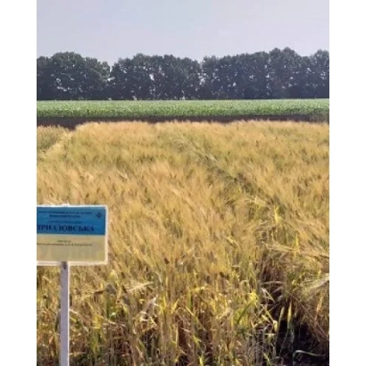 Поле пшеницы Приазовська на фоне деревьев