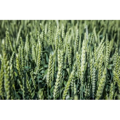 Поле пшеницы Приднпровская - Приднипровская