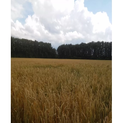 Поле пшеницы на фоне леса и облачного неба - Прииртышская