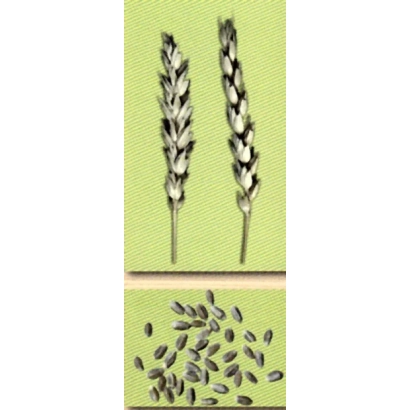 Зерно пшеницы ПРОХОРОВКА на зелёном фоне