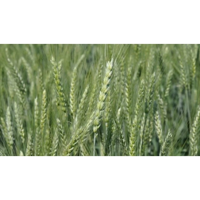 Зелёные колосья пшеницы на поле - ПС АВТОНОМ