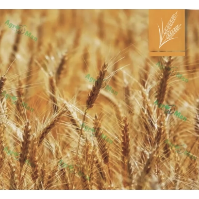 Золоте поле пшениці з логотипом у кутку - ПС Емір