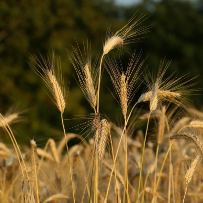 Степь с колосьями пшеницы на фоне деревьев - ПС ТАШАНЬ