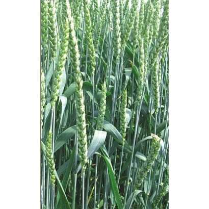 Султан | Sultan — пшеница в поле