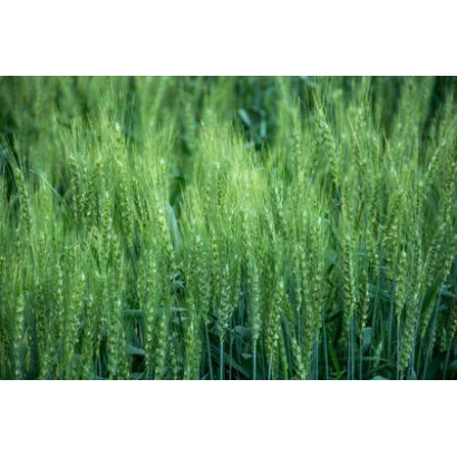 Зелене поле пшениці - КУІНТУС