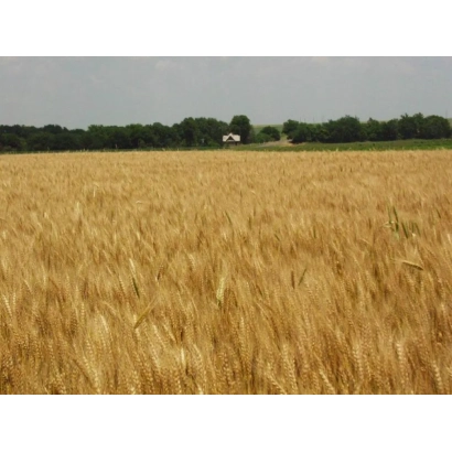 Золоте поле пшениці на тлі лісу та будинку - Рання 93