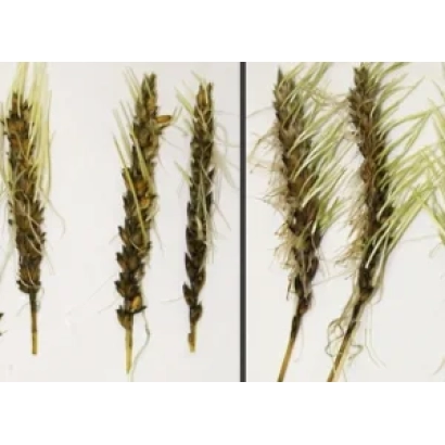 Стебла пшениці сорту Рання 73