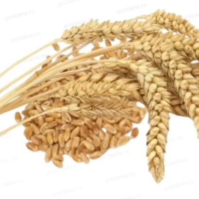 Стебли пшеницы на белом фоне - РАЗДОЛЬЕ