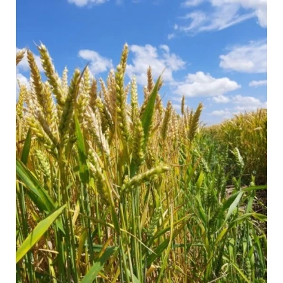 Поле пшеницы под голубым небом - РЕБЕЛЛ