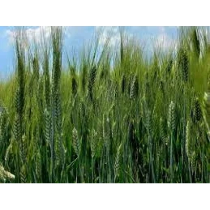 Поле пшениці під блакитним небом - Регістана