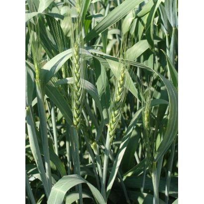 Зелёные стебли пшеницы на поле - Ремарка