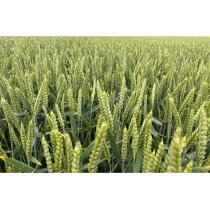 Поле пшеницы сорта РЖТ ДЕПОТ