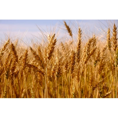 Золотое поле пшеницы с колосками на фоне неба - РИНГ