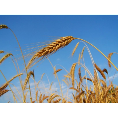Золоті колосся пшениці на фоні блакитного неба - Рось