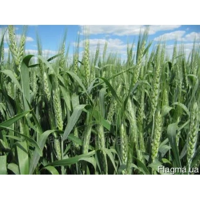 Поле пшениці Rozkvit на фоні блакитного неба - Розквіт