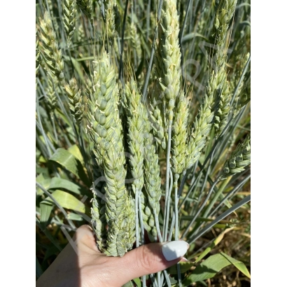 Стебли пшеницы РУБИН ДОНА на фоне поля