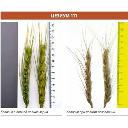 Сравнение колосов пшеницы сорта Цезий 111 на разных стадиях созревания - Сага