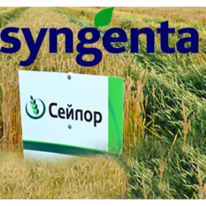 Зерно СЕЙЛОР на фоне пшеничного поля с логотипом Syngenta
