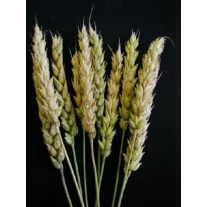 Стебла пшениці на чорному фоні - Саламус