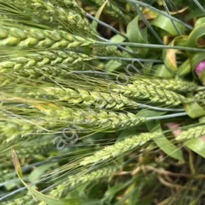 Зеленые колосья пшеницы на фоне листьев - САМСАР