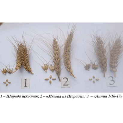 Comparative wheat samples of SHARADA: original variety, SHARADA byproduct, line 1/10-17