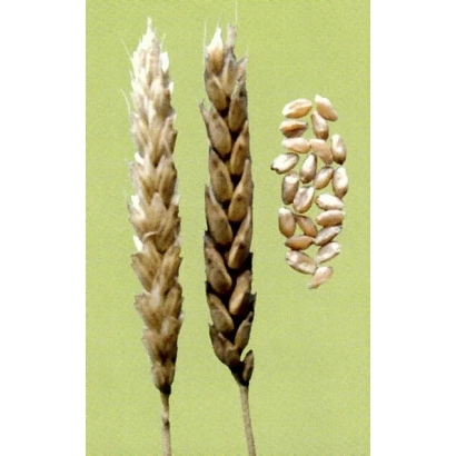 Стебли пшеницы и зерна на зелёном фоне - САРАТОВСКАЯ 17