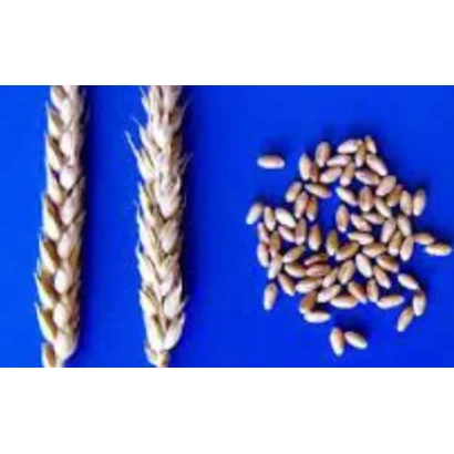 Соломинки пшениці та зерно на синьому фоні - САРАТОВСЬКА 55