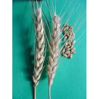 Стебли пшеницы сорта Саратовская 73 на зелёном фоне