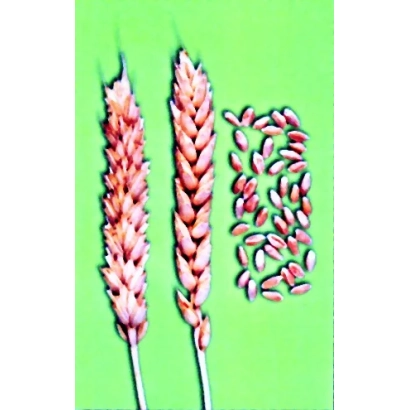 Пшеница сорта Саратовская 90 на зелёном фоне